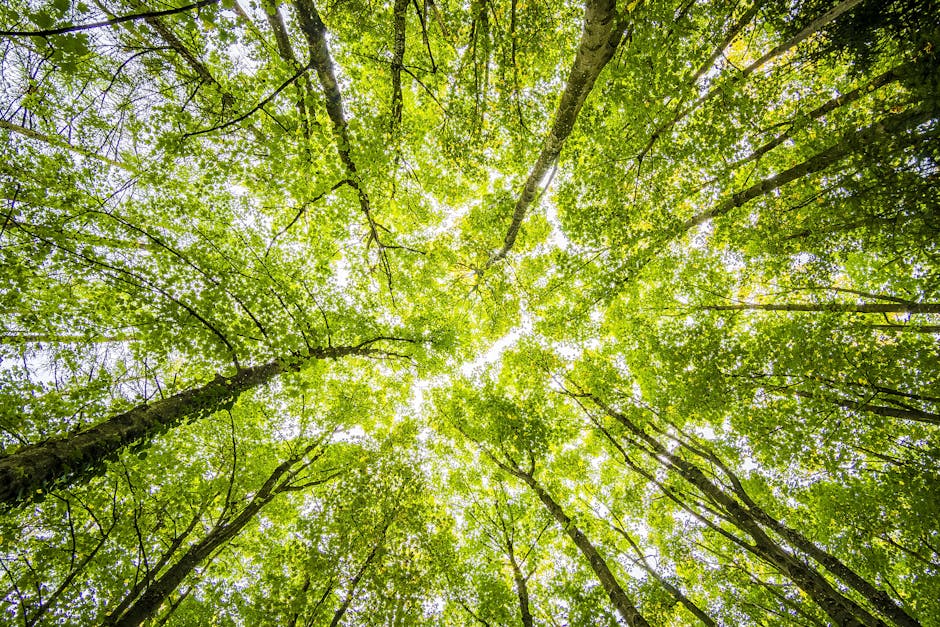 forest-trees-perspective-bright-957024-957024 Looking up through the dense green canopy in a vibrant forest, showcasing nature's beauty.